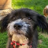 TILL-freundlicher Herzensbrecher, 38 cm, Hund zur Adoption