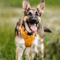 Liebevolles Zuhause für Deya gesucht, Hündin zur Adoption