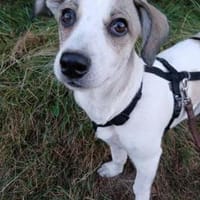 Nala sucht ihr Glück, Hündin zur Adoption