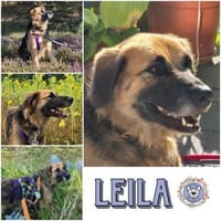 LEILA * gutmütige liebevolle Hündin, Hündin zur Adoption