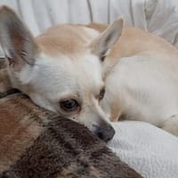 Hier kommt Daisy!, Hündin zur Adoption