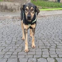 Bolt ist endlich in Deutschland!, Hund zur Adoption
