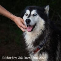Aris menschenbezogener Huskybub, Hund zur Adoption