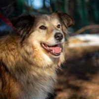 MAX - freundlich, loyal, wunderschön, Hund zur Adoption