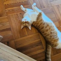 Süßer Honey sucht die große Freiheit, Kater zur Adoption