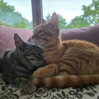 Chuck & Hank zwei liebevolle Kater, Kater zur Adoption