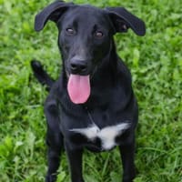 Die tolle Angie sucht ihr Glück, Hündin zur Adoption