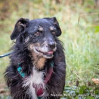 Nero ist ein netter, älterer Rüde, Hund zur Adoption