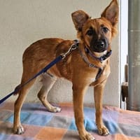 Mimo im Tierheim Sulzbach, Hund zur Adoption