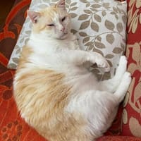 Ruhiger Schmusekater Fer, Kater zur Adoption
