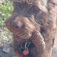 Strolch sucht aktive Begleitung, Hund zur Adoption
