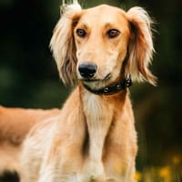 Sanfter Taymuraz sucht seine Familie, Hund zur Adoption