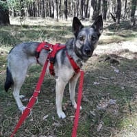 Wunderbare Nyura sucht ihre Familie, Hündin zur Adoption