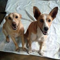 Maria & Joana - Bezauberndes Doppelpack, Hündin zur Adoption