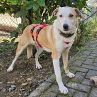 Fabio wartet im Tierheim Sulzbach, Hund zur Adoption