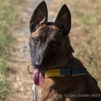 Stella ist sportlich und intelligent, Hündin zur Adoption