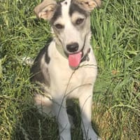 Benji - sanfter Junghund mittelgroß lieb, Hund zur Adoption