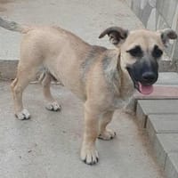 Ricco kleiner Schatz sucht ein Zuhause, Hund zur Adoption