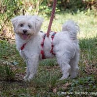 Pauly ist ein Frechdachs mit großem Herz, Hund zur Adoption
