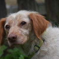 HERA, Hündin zur Adoption