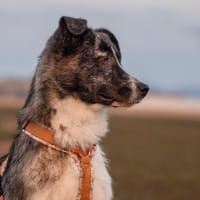 Aufgeschlossene Sugar sucht Körbchen, Hündin zur Adoption