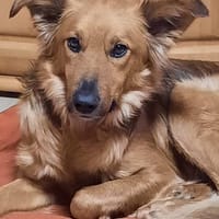 Traumhund sucht tolles Zuhause!, Hund zur Adoption
