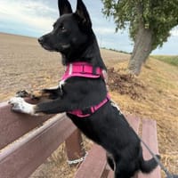 Lafy sucht nach Liebe!, Hündin zur Adoption