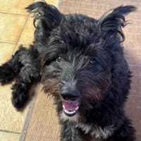 Oreo5 sucht ein Zuhause, Hund zur Adoption