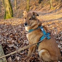 Lee, Hund zur Adoption