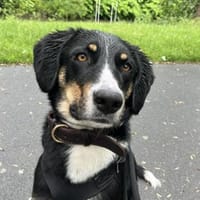 Kiro ein toller Appenzeller Mix, Hund zur Adoption