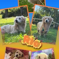 Hübscher Rio wartet in Illschwang!, Hund zur Adoption
