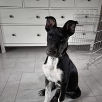 Benni, intelligenter Welpe sucht Zuhause, Hund zur Adoption