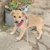 Artchie, süßer Welpe sucht Familie, Hund zur Adoption