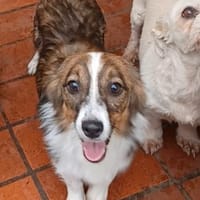 Lilli🧡🧡🧡schönes Plätzchen gesucht, Hündin zur Adoption
