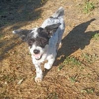 Spike💙💙💙 möchte gerne verwöhnt werden, Hund zur Adoption