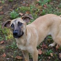 MOIRA  Aufgeweckte Junghündin sucht Dich, Hündin zur Adoption