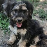 Dag möchte so gerne reisen, Hund zur Adoption