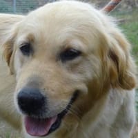 Dina - Familienhund, Hündin zur Adoption