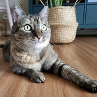 Joanita, immer dabei, Katze zur Adoption