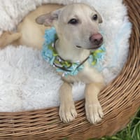 Cesare ist in Deutschland, Hund zur Adoption