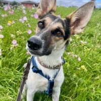 Myrsini (zur Pflege in 24214 Lindau), Hündin zur Adoption