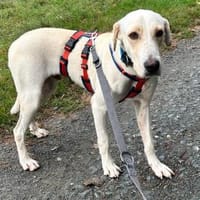 Tano im Tierheim Sulzbach, Hund zur Adoption