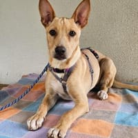 Lulu im Tierheim Sulzbach, Hündin zur Adoption