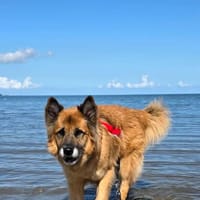 Timosha❤sucht Pflege- oder Endstelle, Hund zur Adoption