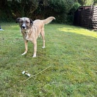 Flocke auf PS in Essen, Hund zur Adoption