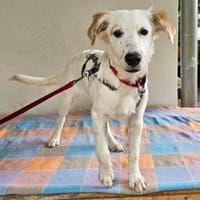 Bella im Tierheim Sulzbach, Hündin zur Adoption