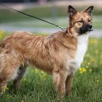 Traum Familienhund, Hund zur Adoption