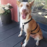 Wuschelmaus Estrelinha, Hündin zur Adoption