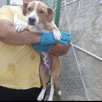 Fritz ein ganz lieber Hund, Hund zur Adoption