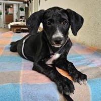 Cooper im Tierheim Sulzbach, Hund zur Adoption